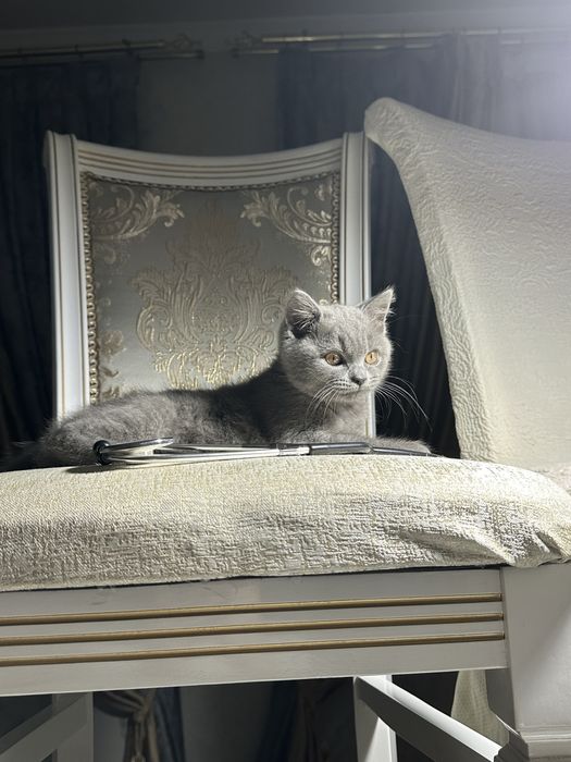 Британски котенок