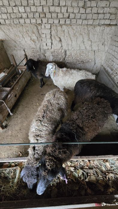 Қойлар сатылады бұғаз