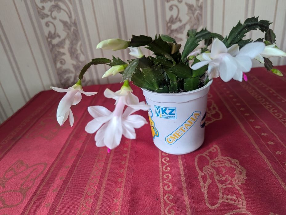 Комнатный цветок