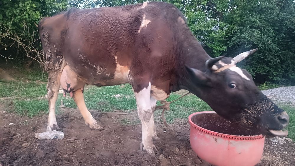 Продам корову  с телеком