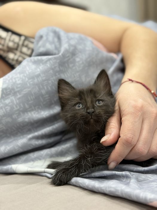 Кошечка в добрые руки