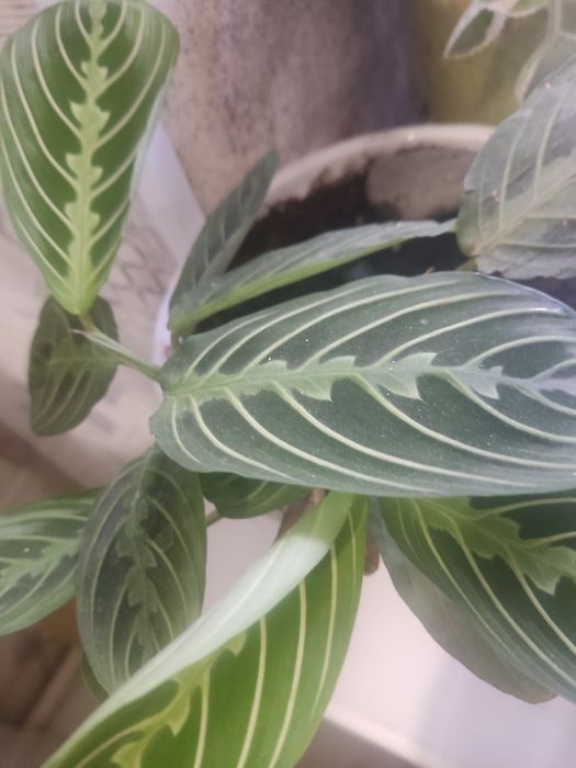 Продам комнатные цветы.