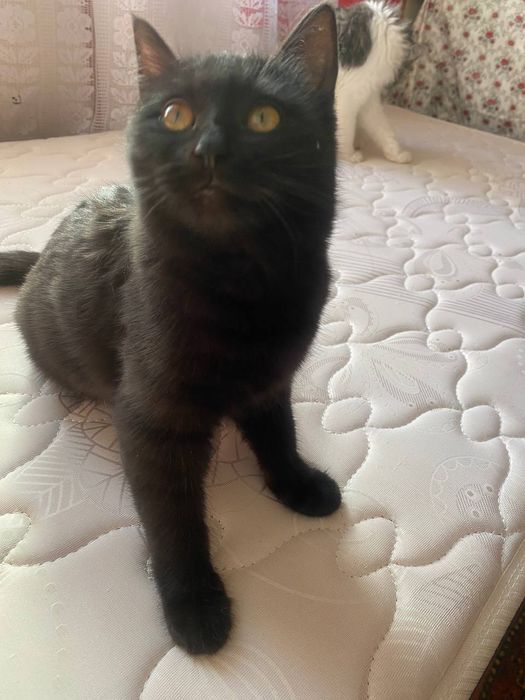 Отдам в добрые руки