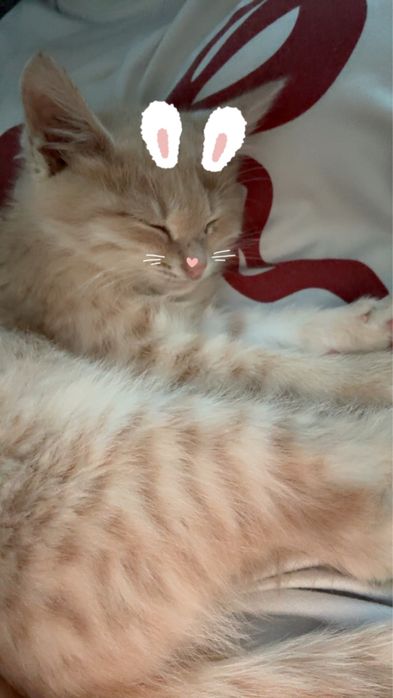 Котенок 2 месяца