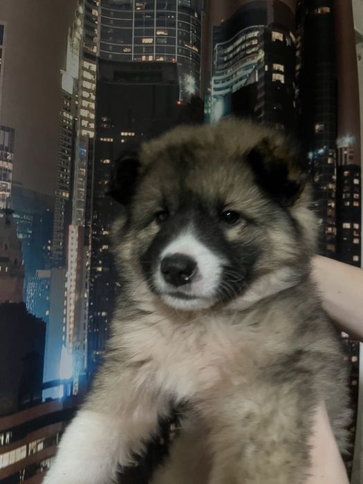 Продам щенка Алабай