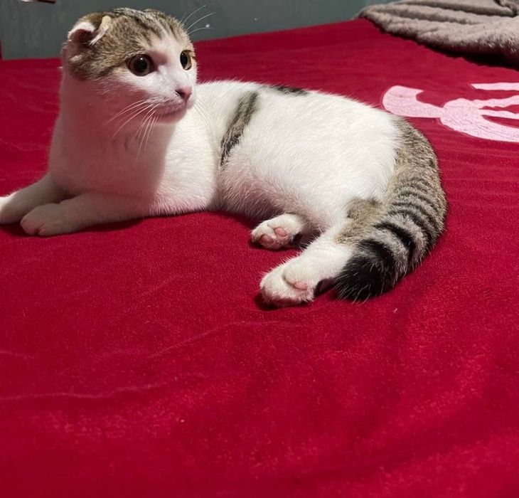 Шотландская вислоухий кот