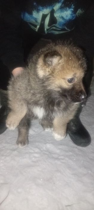 Продам щенков лайки