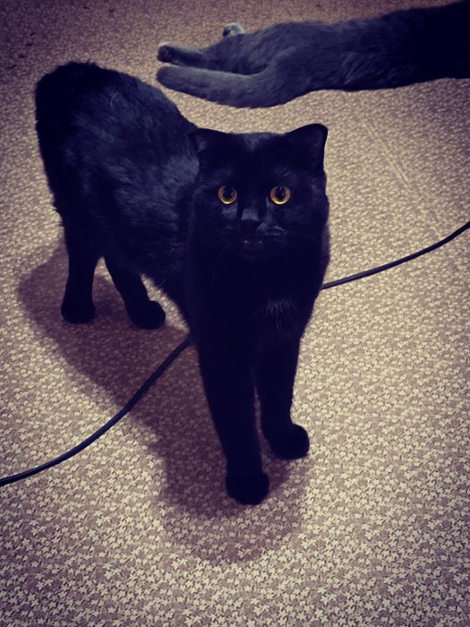 Hadyaga beriladi öğil bola mushuk