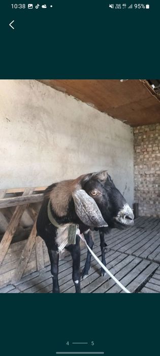 Теке    сатылады