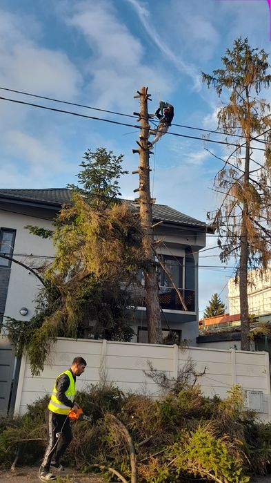 Taiere copaci /toaletare program 24/7 deplasare oriunde in București/
