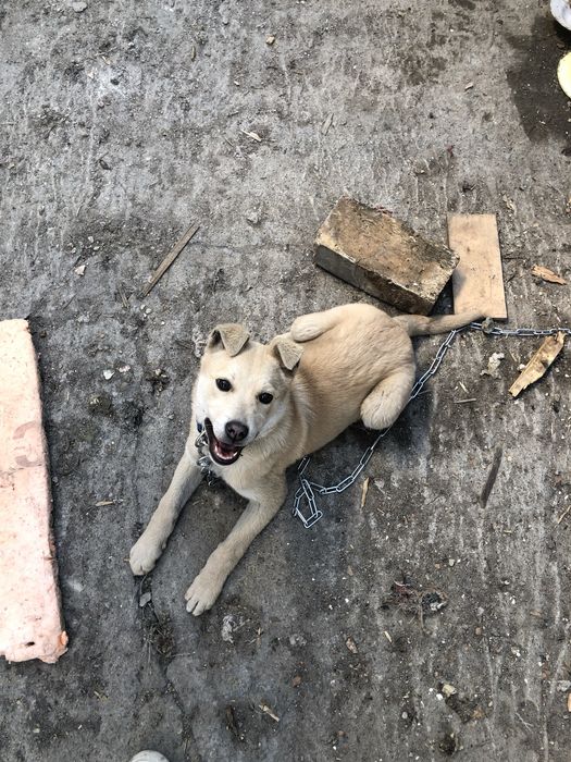 Ищем Лаки добрых хозяев