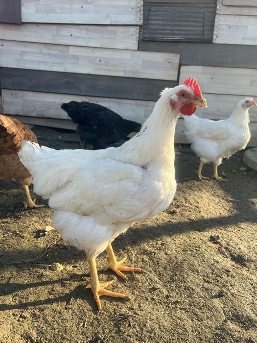 Vând cocoș tânăr