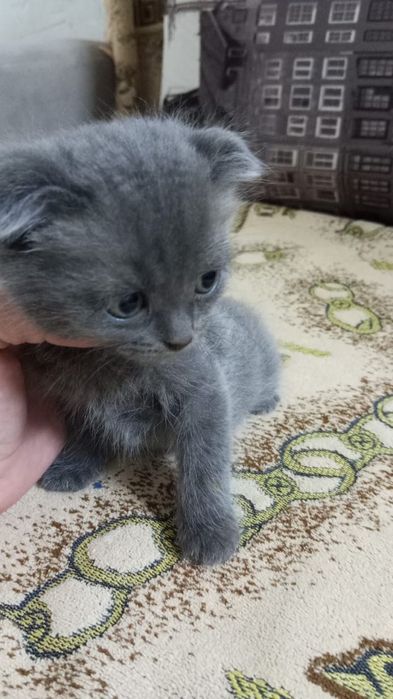 Продам семерых котят