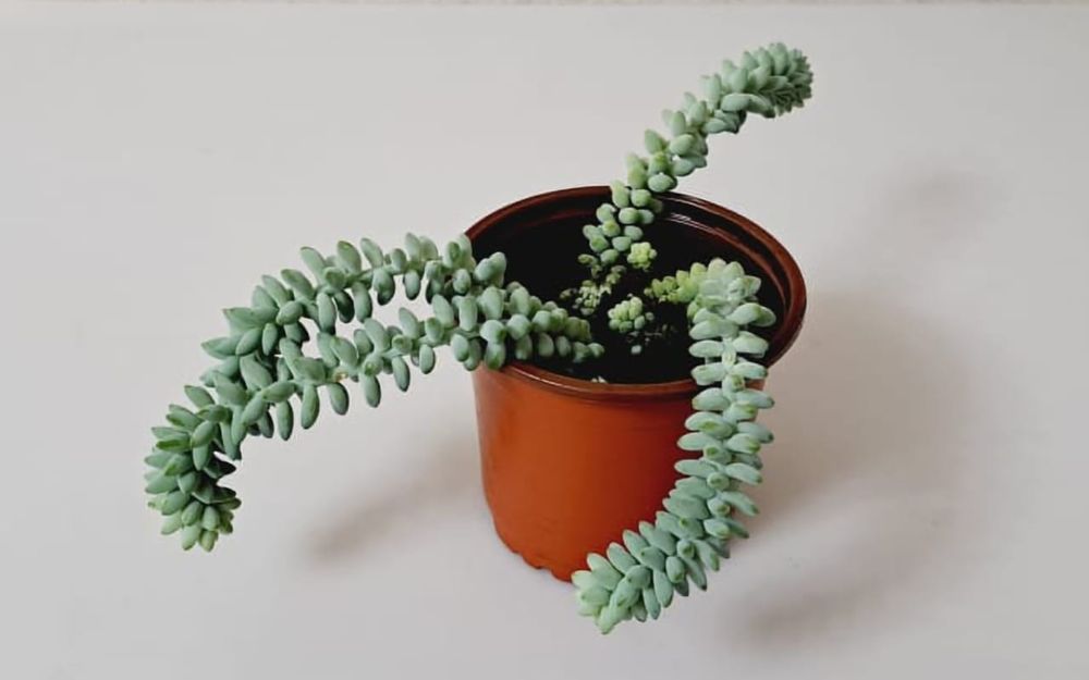 Цветы Цветы Цветы