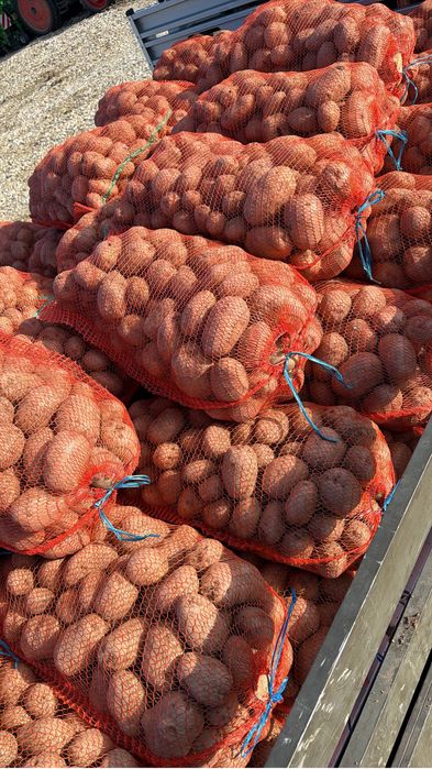 Vand Cartof alb consum, soi riviera. Cantitate diponibila 5 tone .