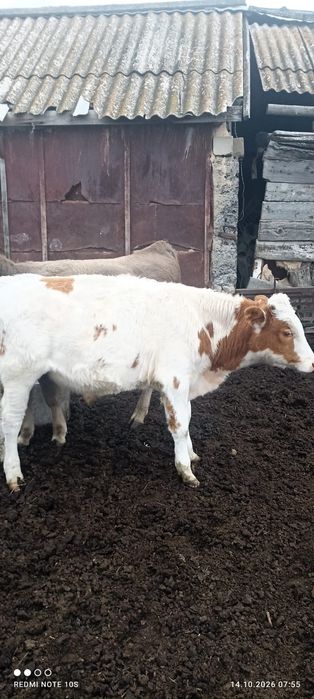 Продам телок. Бычка