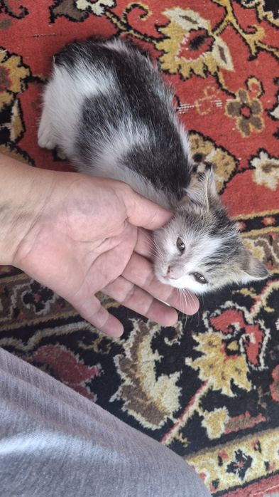 Отдам котёнка,$$