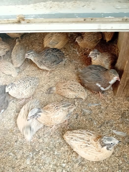 Prepelite Jumbo Gold de 5 saptamani