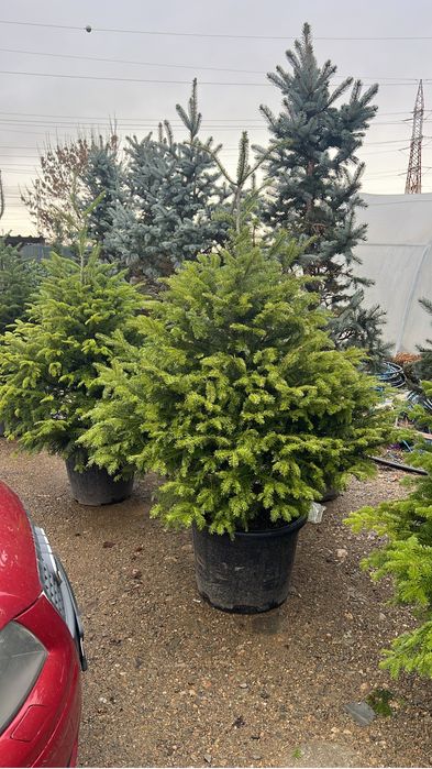 Brazi , normandiana ..