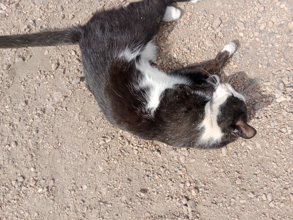 Черный кот домашний