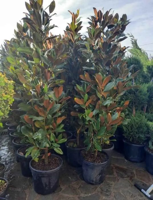 Mesteacăn , tei de floare, frasin