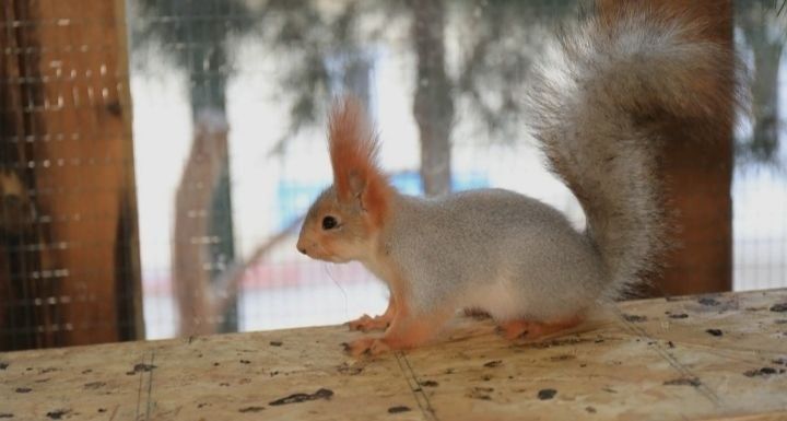 Olmaxon sotiladi