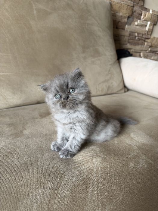 Персийски котета