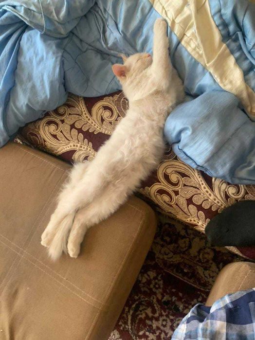 потерялся Ангорский кот