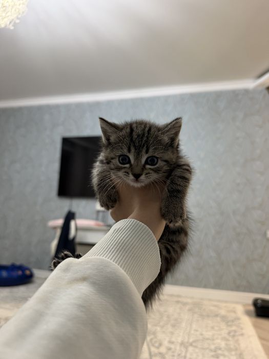Отдаем котят в добрые руки