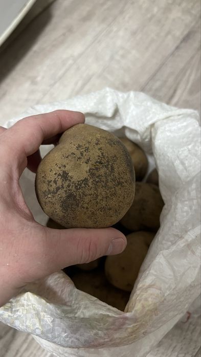 Картофель дачный, вкусный