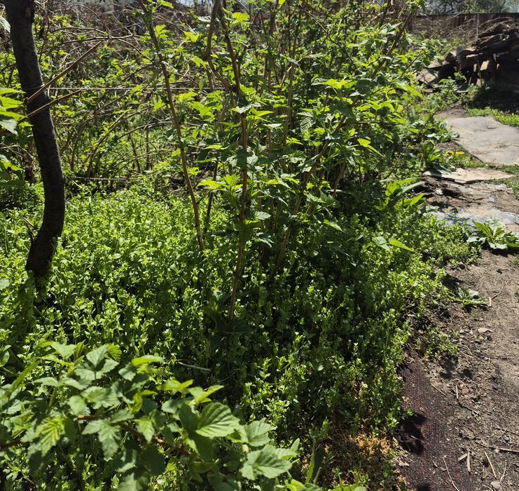 Саженцы малины сорт Бабье лето