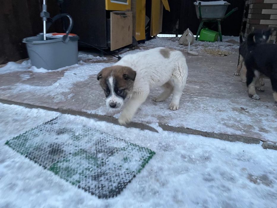 Отдам даром в хорошие руки щенки