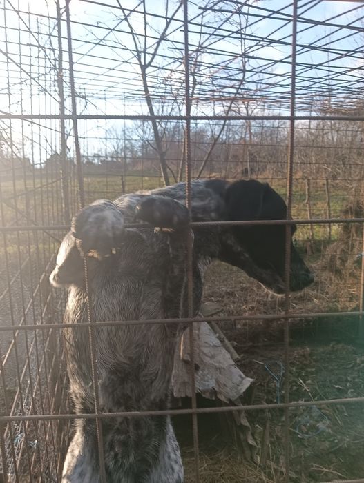 Cîne de vînătoare 2 ani