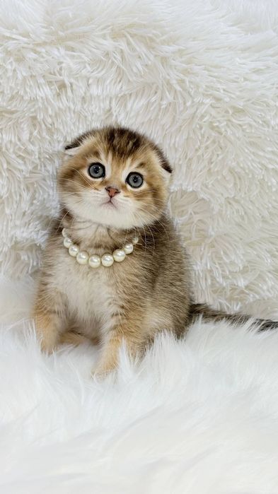 Котята от правильной вязки