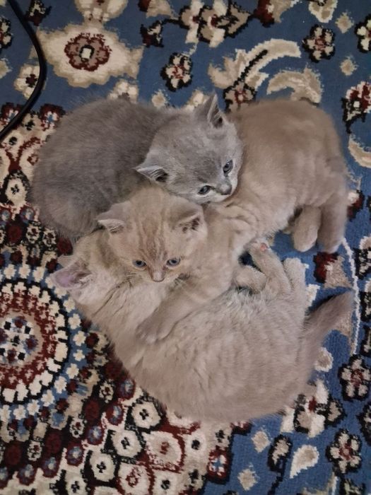 Продаются котята