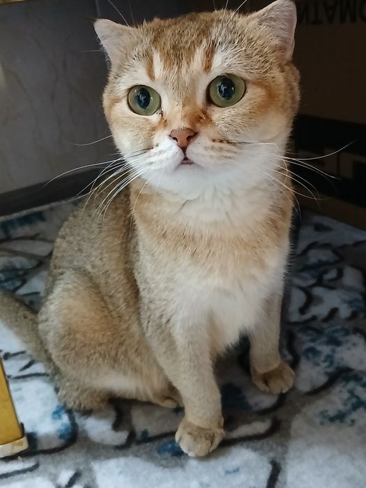 Британская короткошёрстная золотистого окраса.