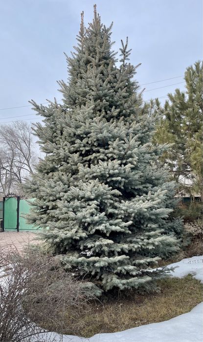 Ель голубая, Туя