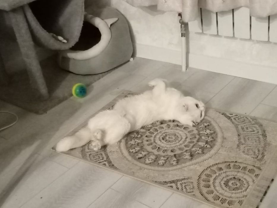 Шотлански висалухий