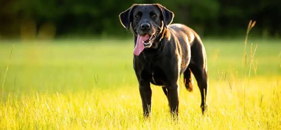 Прогулка с собакой