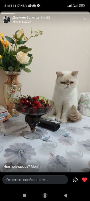 Вязка, нужен кот для дамы,на нашей территории