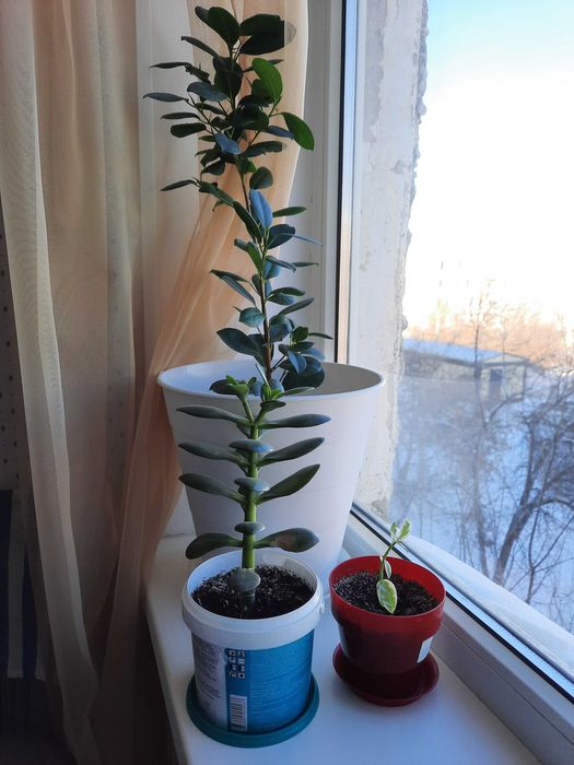 Продам комнатные цветы