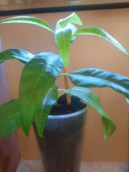 Комнатный цветок псевдоэрантемум