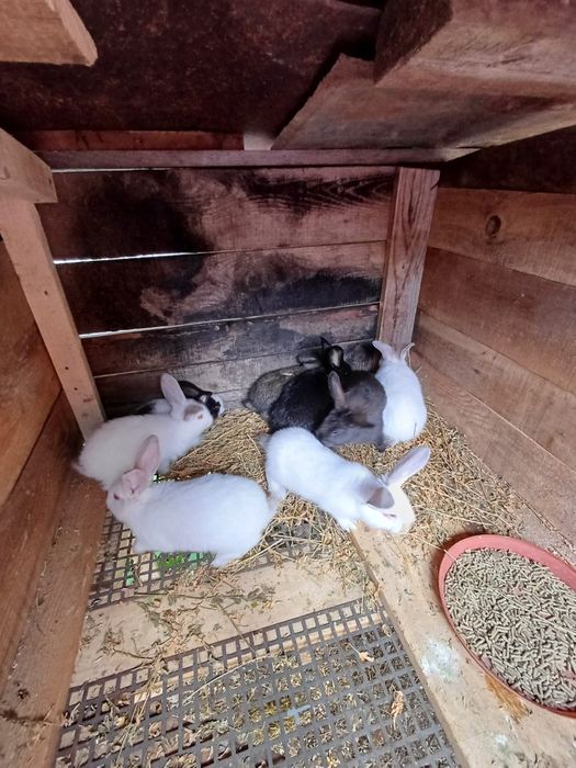 Vând iepuri urias german