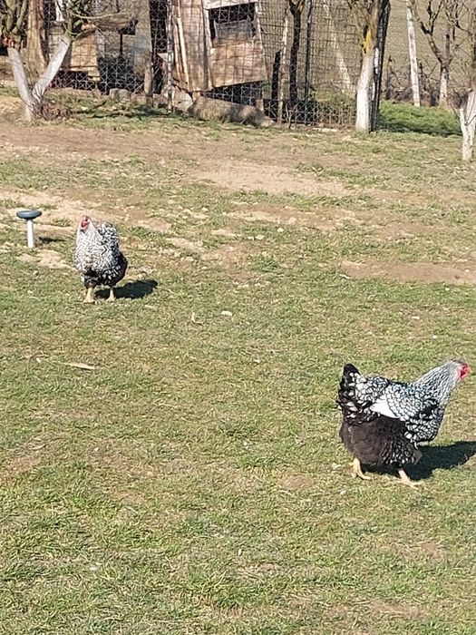 Wiandotte oua proaspete