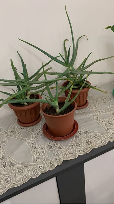 Комнатные растения. Алое