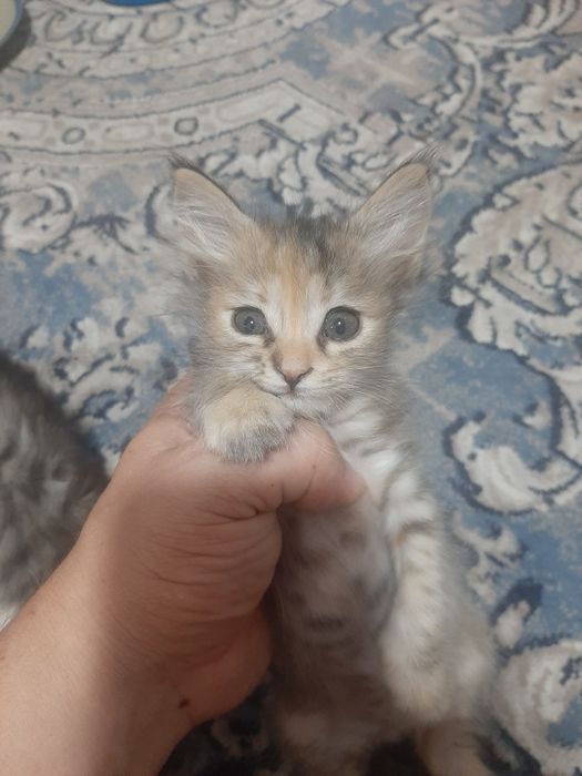 Отдам троих котят в хорошие добрые руки БЕСПЛАТНО