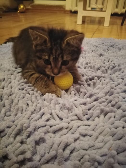 Очень красивая кошка