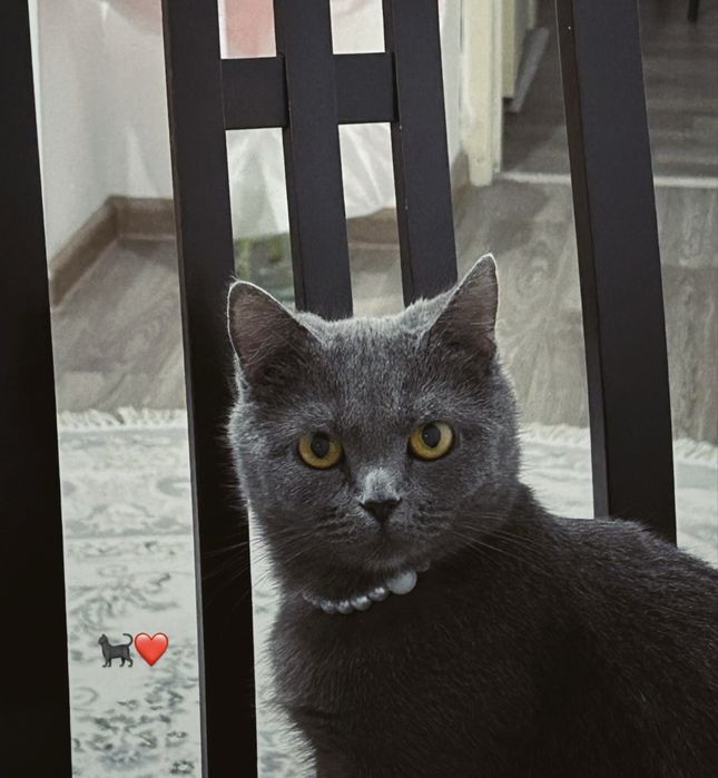 Британская кошка