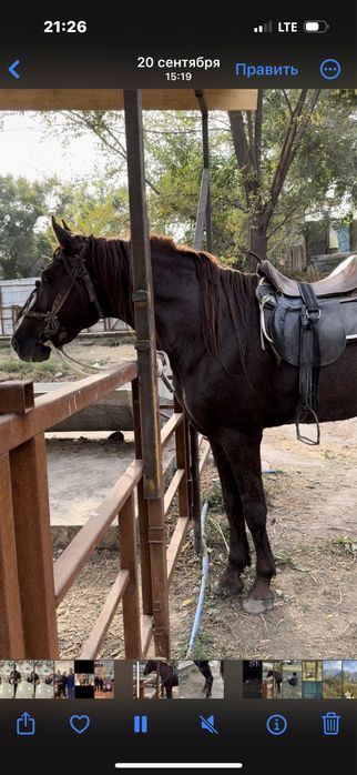 Продам Жеребца.!