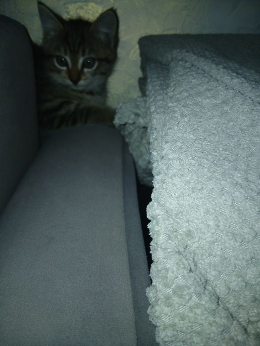 Отдам котёнка бесплатно